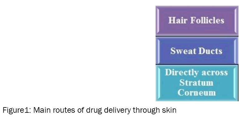 Biology-Main-routes-drug-delivery-through-skin